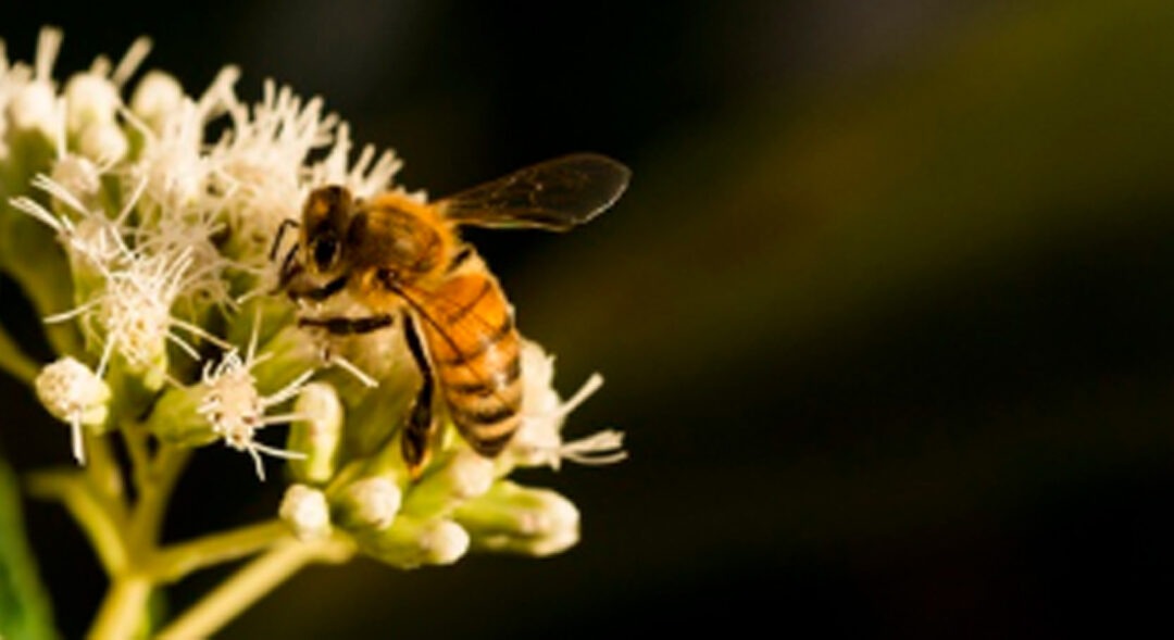 29 juin : A la découverte des abeilles